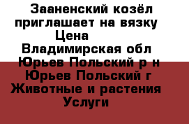 Зааненский козёл приглашает на вязку › Цена ­ 500 - Владимирская обл., Юрьев-Польский р-н, Юрьев-Польский г. Животные и растения » Услуги   